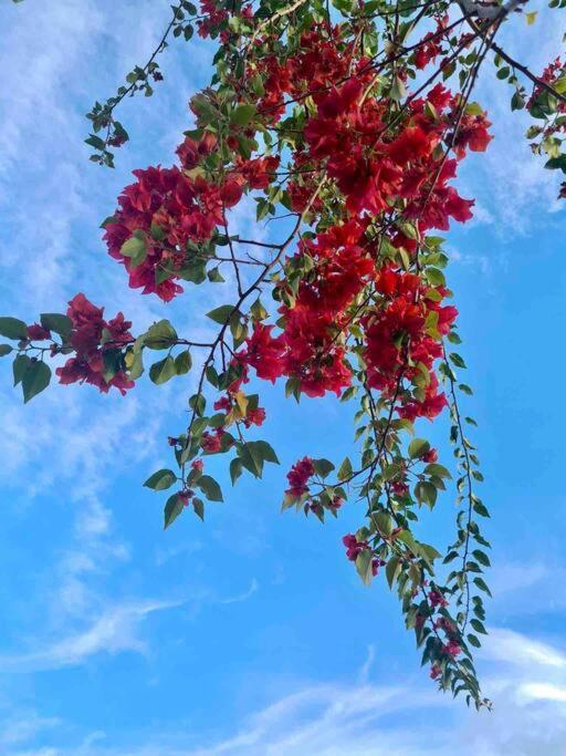 Te Mana Lodge Taravao Dış mekan fotoğraf